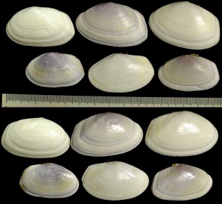 オオシオサザナミ Gari lessoni small