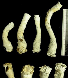 オーストラリアのツツガキ Brechites vaginiferus australis small