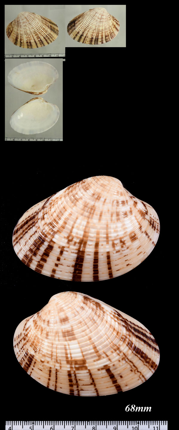 バードウェルフジイロハマグリ Callista bardwelli small