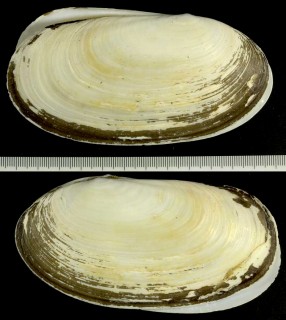 オオトリガイ 大鳥貝 Lutraria maxima small