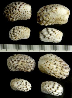 クロフトマヤ Cardita variegata small