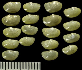 ソデガイの仲間02 Yoldia martyria small