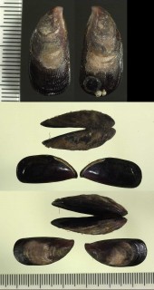 オーストラリアのスキゲヒバリの仲間 Brachidontes rostratus small