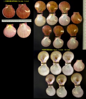 コガタツキヒ Amusium obliteratum small