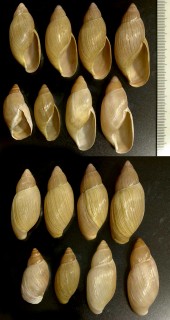 ヤマヒタチオビ Euglandia rosea small