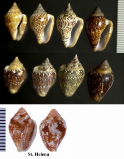 アフリカタモト Columbella rustica small