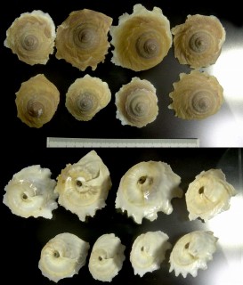 キヌガサガイ 絹笠貝 Xenophora exutus small