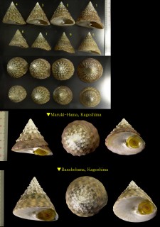 ギンタカハマ Tectus pyramis small
