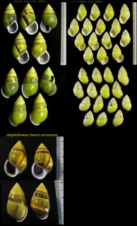 ミドリマレーマイマイ(ブトーマレーマイマイ) Amphidromus perversus butoti small