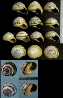 フローレスニジカケマイマイ Asperitas polymorpha small