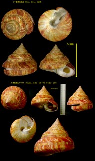 オキナエビス 翁戎 Mikadotrochus beyrichii small