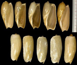 オキナハッカイボラ Cymbium cucumis small