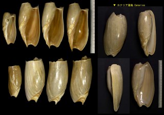 ハッカイボラ Cymbium cymbium small