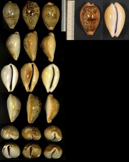 ニッポンダカラ (ニホンダカラ) 日本宝 Nesiocypraea langfordi langfordi small