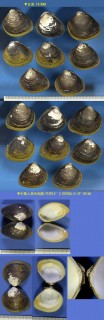 オオシジミ Cyrenobatissa subsulcata small