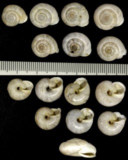 オオヒラバマイマイの仲間02 Chilostoma intermedium small