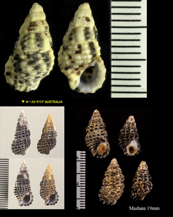カヤノミカニモリ (カスリカニモリ) Clypeomorus bifasciata small