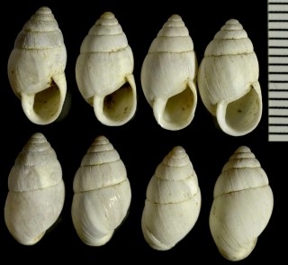 シマキセルモドキの一種03 Zebrina kindermanni small