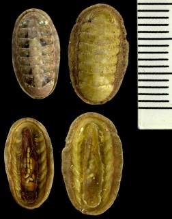 リソウスヒザラ Ischnochiton rissoi small