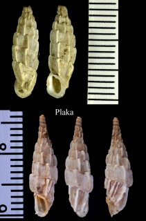 ヒダトリアオギセル Albinaria praeclara small