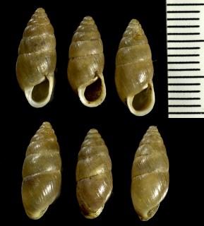 ロスメスラーキセルモドキ (仮称) Mastus rossmassleri small