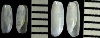 ツツカイコガイダマシ Cylichna cylindracea small