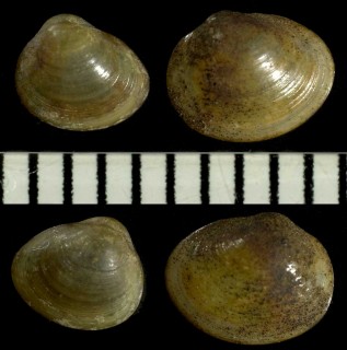 ランドルフィマメシジミ Pisidium randolphi small