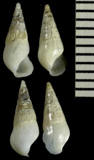 ワタゾコチョウジガイ Rissoina benthicola small