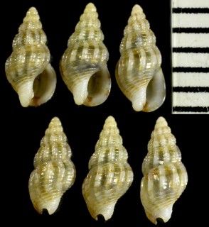 トウガタウネムシロ Nassarius johni small