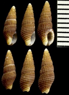 ムシロセイヨウホラダマシ Chauvetia pellisphocae small