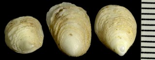 カワチドリの仲間 Hipponix antiquatus small