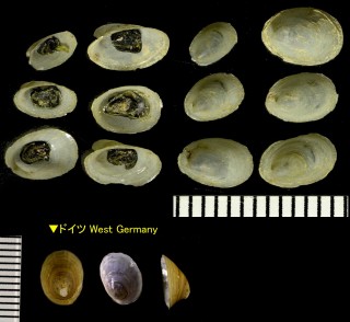 カワコザラガイの仲間 Ancylus fluviatilis small