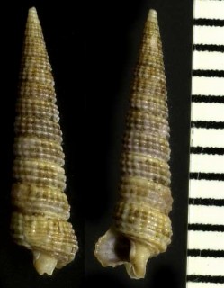 アラレキリオレ 霰錐折 Inella japonica small