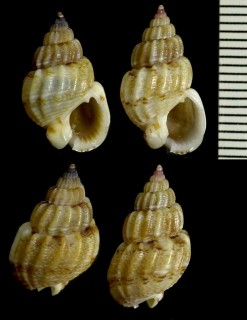 マラガムシロの仲間 Nassarius miga small