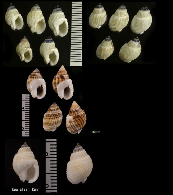 アワムシロ Nassarius albescens small