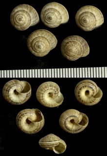 キサルピナコマイマイ (仮称) Cernuella cisalpina small