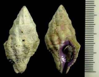 スジサンゴヤドリ cf. Coralliophila costularis small