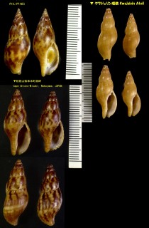 ベッコウバイ 鼈甲バイ Pisania ignea small