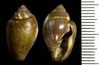 フトコロヤタテ 懐矢立 Strigatella decurtata small