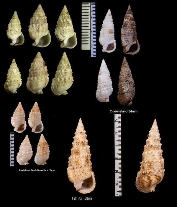 トウガタカニモリ (シャチホコガイ) Rhinoclavis sinensis small