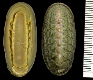 マグダラセスジヒザラ Stenoplax magdalenensis small