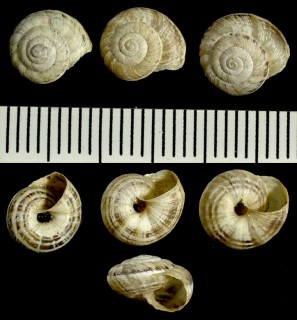 ビートルズコマイマイの仲間 Helicella caperata small