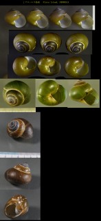 エレベットニジカケマイマイ Asperitas everetti small