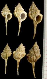 センカクツブリ Haustellum senkakuensis small