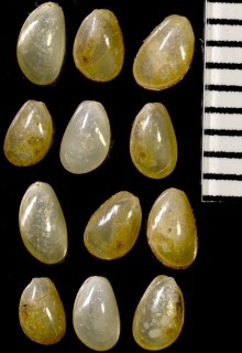 キタノヒバリガイ Dacrydium vitreum small