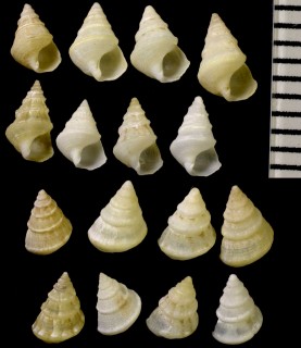 ヒメチグサカニモリ Plesiotrochus souverbianus small