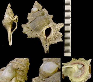 オトヒメスズメ Capulus otohimeae small