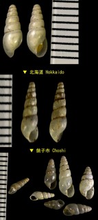 オカチョウジガイ Allopeas clavulinum kyotoense small