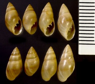 カナリー諸島のオカミミガイ Alexia algerica small