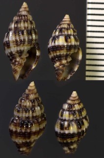 マダラオトメフデ Vexillum dermestinum small